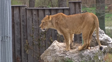 Hodonínská zoo hlásí tři mláďata lva berberského, ve světě je jich jen stovka