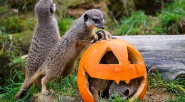 Strašidelná výzdoba přilákala do zlínské zoo neuvěřitelných 35 tisíc návštěvníků