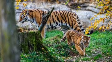 Zlínská zoo se raduje! Malý tygřík zvládl těžší start do života a má se čile k světu