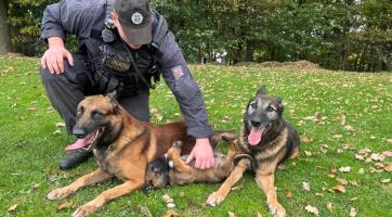 Policejní psi Can a Ciro odchází po osmi letech do zaslouženého důchodu