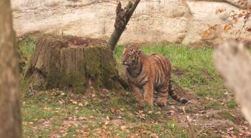 Zlínská zoo je vyhledávaná i díky úspěšným odchovům