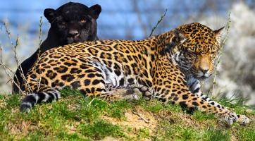 Světový úspěch ve zlínské zoo! Jaguářímu páru se narodil první potomek