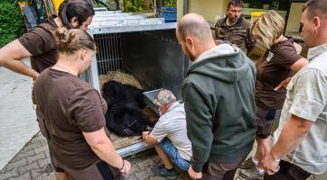 Medvěd Disambar ze zlínské zoo se vydal do Skotska. Přeprava ve speciálním vozidle trvala dva dny