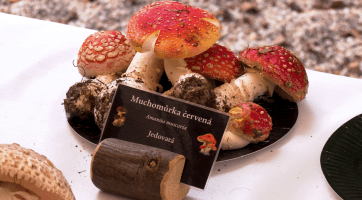 Rekordní výstava hub přilákala na Salaš stovky návštěvníků