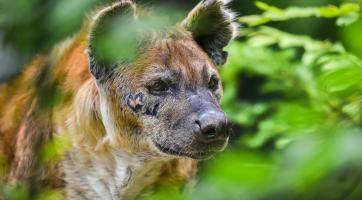 Ve zlínské zoo uhynula hyena Jilly. Selhalo jí srdce