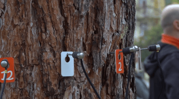 Den stromů ukázal metody péče o dřeviny ve městě