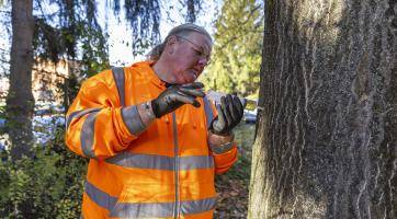 Baťova nemocnice začala ve svém areálu s likvidací nebezpečného pajasanu