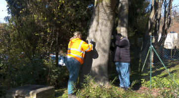 KNTB zahájila likvidaci invazivního pajasanu
