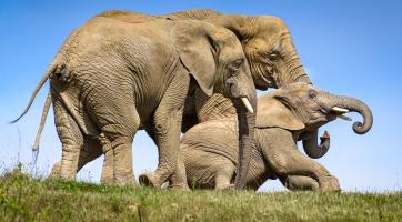 Od magické hranice 800 000 návštěvníků dělí zlínskou zoo už jen pár dnů