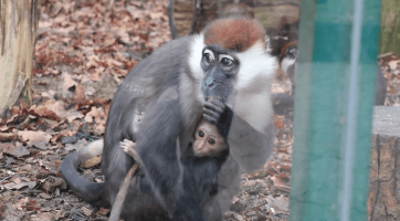 Hodonínská zoo má nové přírůstky v pavilonu opic