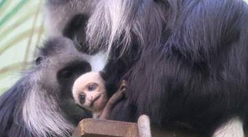 Nový přírůstek v hodonínské zoo připomíná malou pandu