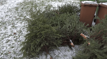 V Uherském Hradišti se můžete snadno zbavit vysloužilého vánočního stromku