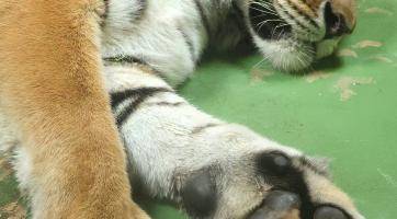 Foto: Zoo Hodonín