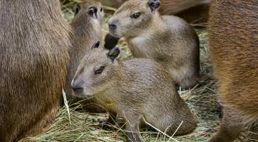 Ve zlínské zoo se narodily malé kapybary