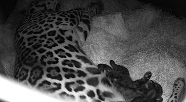 Foto: Zoo Zlín