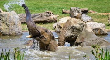 ​​​​​​​Foto: Zoo Zlín