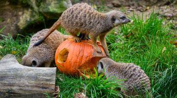 Foto: Zoo Zlín