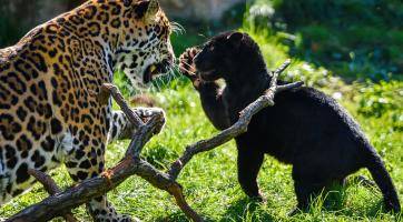 Foto: Zoo Zlín