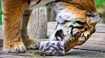 ​​​​​​​Foto: Zoo Zlín