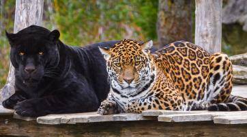 Foto: Zoo Zlín