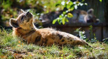 Foto: Zoo Zlín