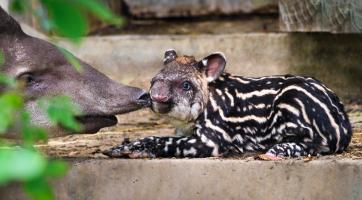 ​​​​​​​Foto: Archiv Zoo Zlín