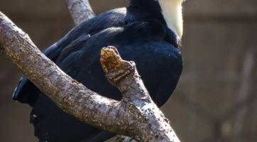 Foto: Zoo Zlín