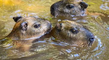 ​​​​​​​Foto: Zoo Zlín