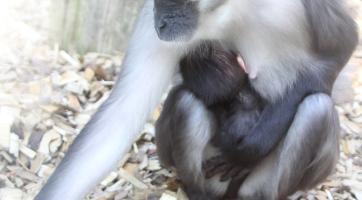 Foto: Zoologická zahrada Hodonín