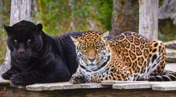 Foto: Zoo Zlín