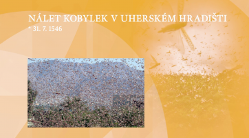 Nálet kobylek v Uherském Hradišti