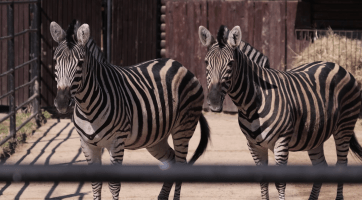 Zoo Hodonín