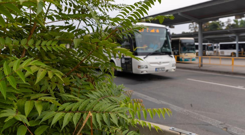 Invazní druhy rostlin a živočichů ohrožují přírodu, zdraví obyvatel i majetek