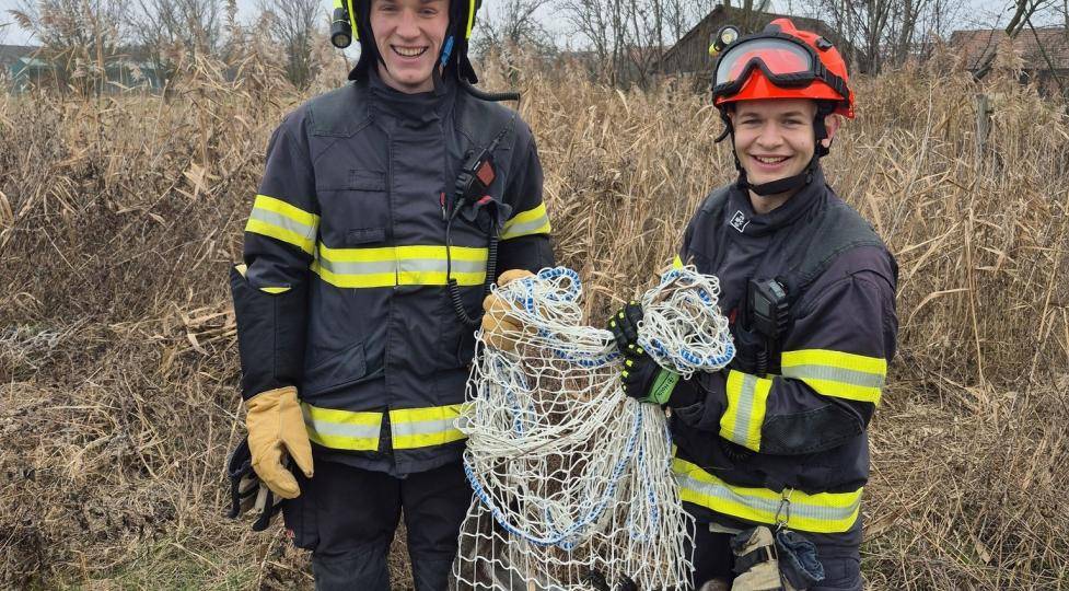 Nejkurióznější zásah roku? Na Štěpána hon na klokana