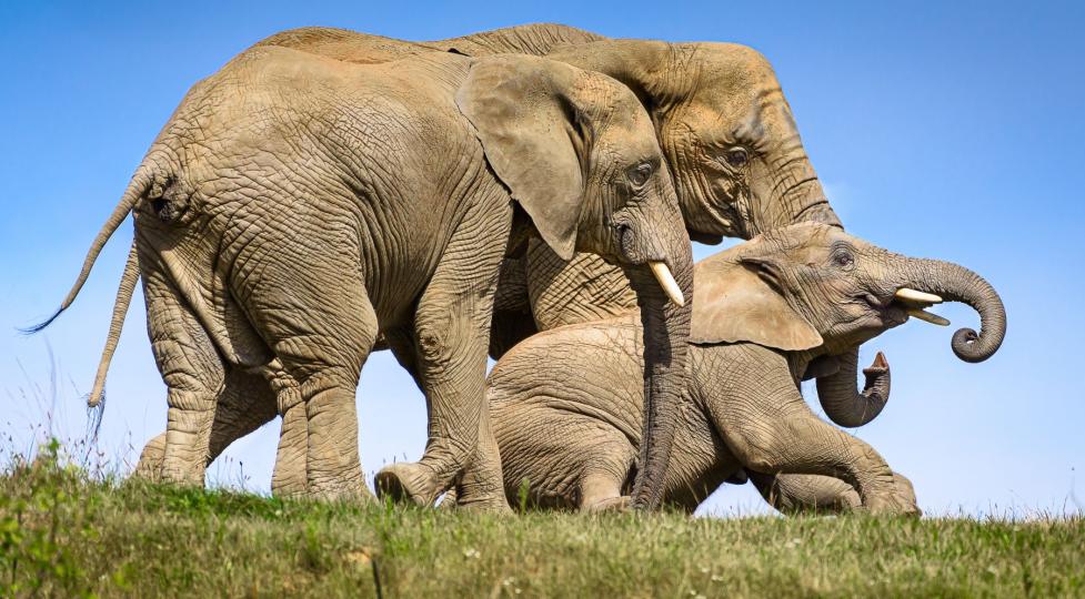 Od magické hranice 800 000 návštěvníků dělí zlínskou zoo už jen pár dnů