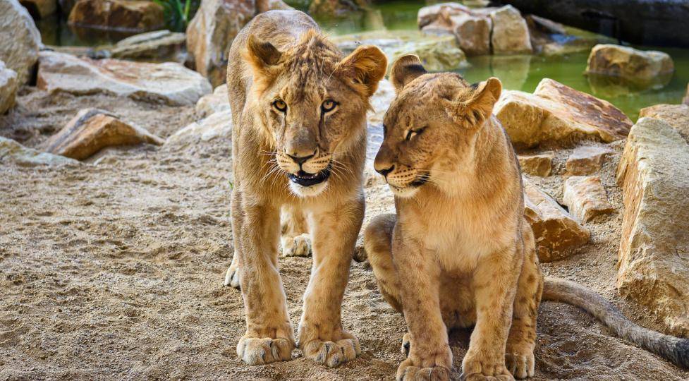 Zoo Zlín zve děti na jarní prázdniny, největším lákadlem je vstupné za 40 korun