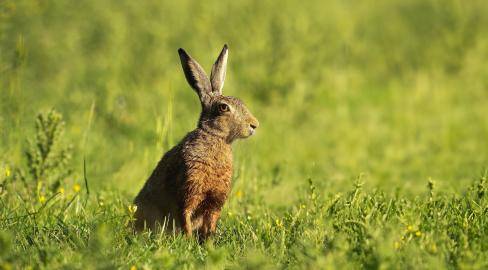 Myxomatóza zajíců se objevila ve Zlínském kraji. Jeden případ hlásí Ostrožská Nová Ves