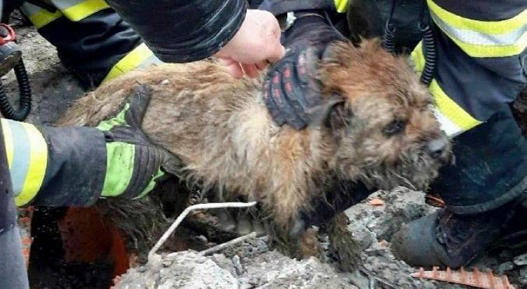 Při záchraně psa z kanalizace čekalo na hasiče překvapení 
