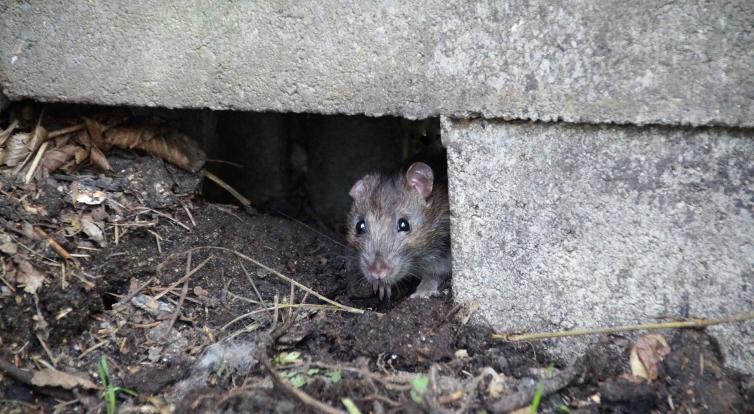 Stop potkanům! Ve Zlíně a příměstských částech začala jarní deratizace
