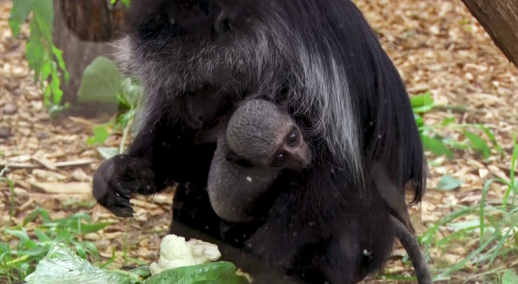 Baby boom zažívají v hodonínské zoo opice i ptactvo