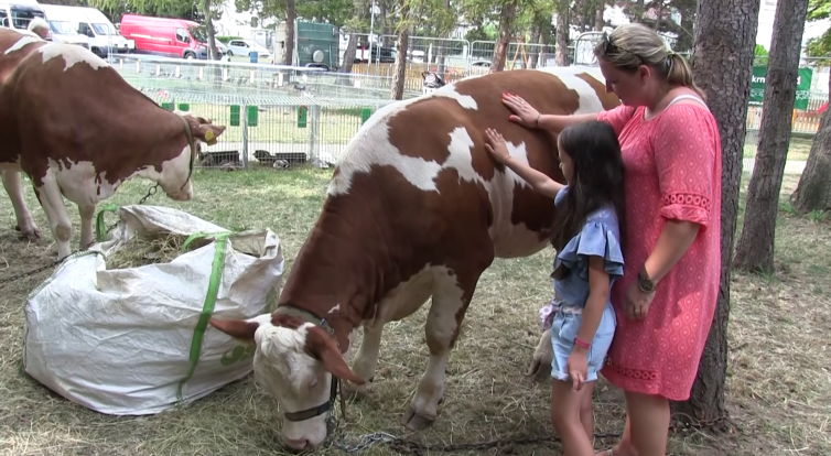 Kyjovští chovatelé vystavili králíky, drůbež, holuby, ale i krávy