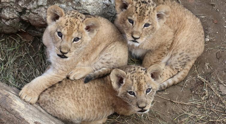 Lví trojlístek už mohou v hodonínské zoo sledovat i návštěvníci 