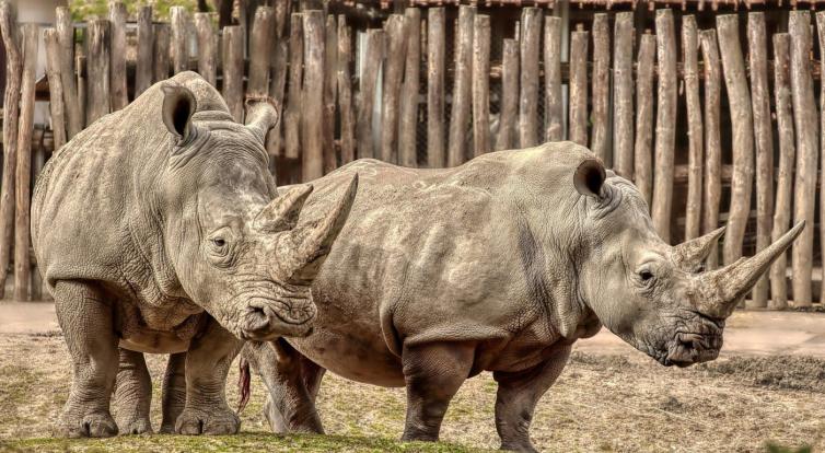 Smutek ve zlínské zoo. Nosorožčí mládě krátce po porodu uhynulo