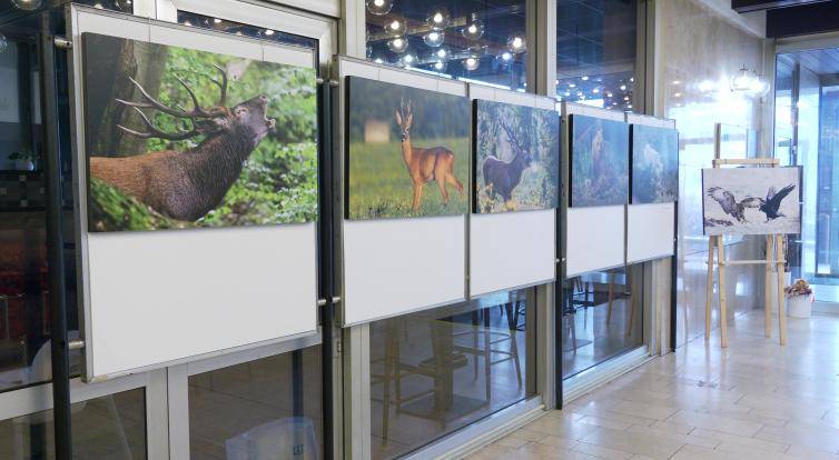 V Uherském Brodě jsou k vidění dvě výstavy – koláží a fotografií zvěře