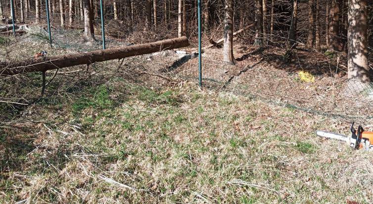 Muže na Valašsku zranil padající strom. Letěl pro něj vrtulník