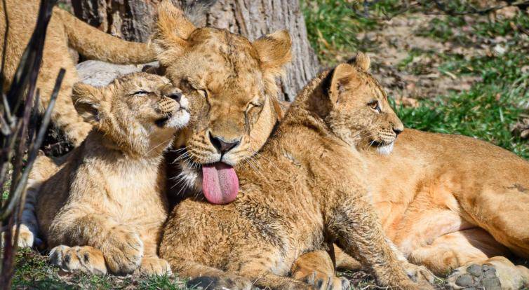 Zlínská zoo v sobotu pokřtí trojici lvíčků. Víme, kdo bude kmotrem!