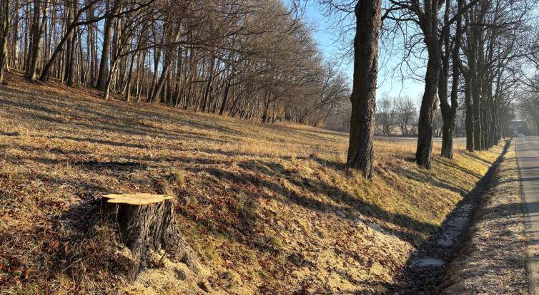 Silničáři přes zimu pokáceli přes 900 stromů. Za všechny bude náhradní výsadba