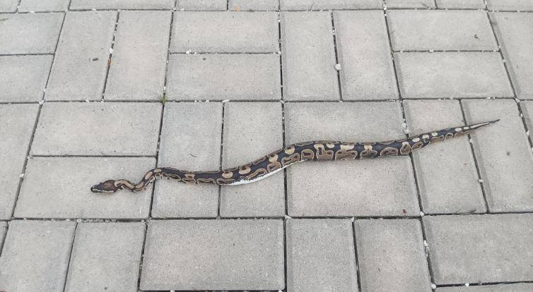 Nečekaný výjev ve Valašských Kloboukách! U hřbitova se plazila půlmetrová krajta