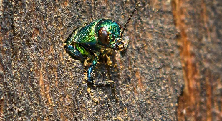 V areálu zlínské zoo se poprvé podařilo zdokumentovat výskyt vzácného krasce dubového