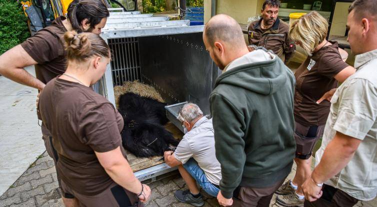 Medvěd Disambar ze zlínské zoo se vydal do Skotska. Přeprava ve speciálním vozidle trvala dva dny